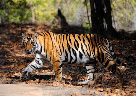 Bandhavgarh