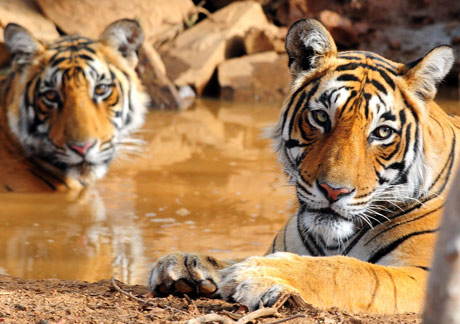 Ranthambore